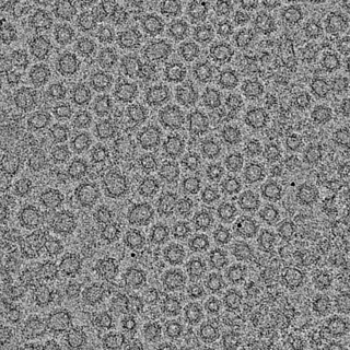 <span class="mw-page-title-main">COPI</span> Protein complex