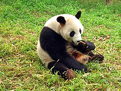 Pandas in Chengdu