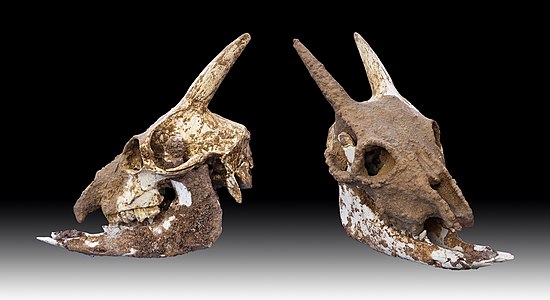 † Myotragus balearicus (Balearic Islands Cave Goat), skull