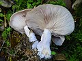 Clitocybe alexandri