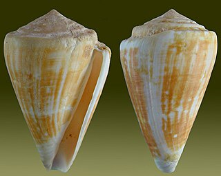 <i>Conus lischkeanus</i> Species of sea snail