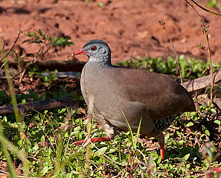 <span class="mw-page-title-main">Small-billed tinamou</span> Species of bird