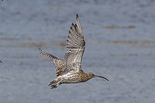 In flight, Argyll, Scotland