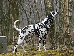 dalmata