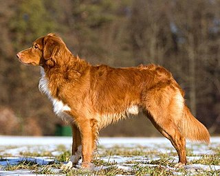 <span class="mw-page-title-main">Nova Scotia Duck Tolling Retriever</span> Dog breed