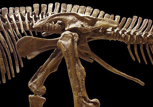 Edmontosaurus pelvis (showing ornithischian structure – left side)