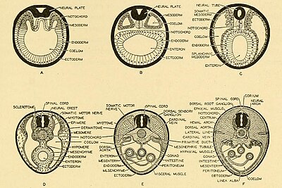 Embryogenese en ontogenese bij gewervelden