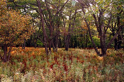 Bracken undergrowth