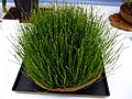 Lítil bjølluvísa (Equisetum variegatum)