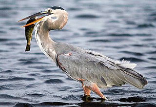 Great blue heron species of bird