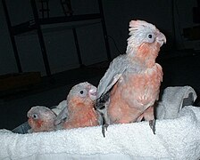 Three juvenile 'galatiels' (N. hollandicus x E. roseicapilla), a hybrid between a cockatiel and a galah