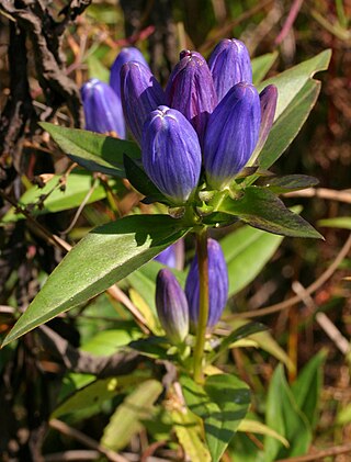 <i>Gentiana andrewsii</i> Species of plant