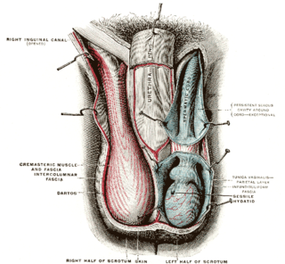 <span class="mw-page-title-main">Cremaster muscle</span> Muscle covering the testicles and spermatic cords