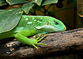 * Nomination Fiji banded iguana , ZooParc Beauval, France --Clément Bardot 08:19, 11 May 2013 (UTC) * Promotion Good quality. --Poco a poco 08:32, 11 May 2013 (UTC)