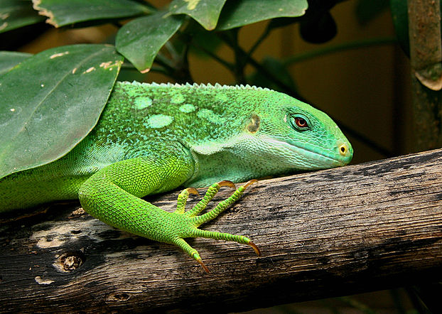 Iguane des Fidji