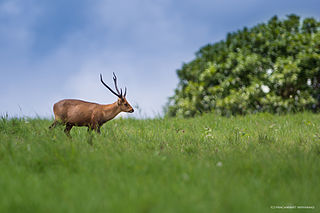 <span class="mw-page-title-main">Indian hog deer</span> Species of deer