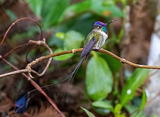 <span class="mw-page-title-main">Marvelous spatuletail</span> Species of hummingbird