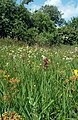 Anacamptis coriophora Germany - Bavaria - Franconia