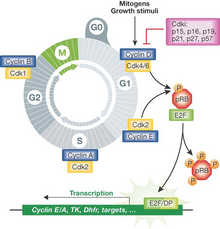 Schematic of mitogen input integrated into the cell cycle Mitocellcycle.png