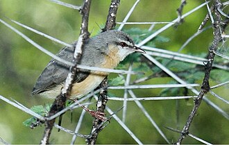 Near Lake Baringo - Kenya Northern Crombec.jpg