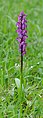 * Nomination Orchis mascula (the early purple orchid) --Tuxyso 08:29, 20 May 2013 (UTC) * Promotion Good QI, --Arcalino 09:15, 20 May 2013 (UTC)