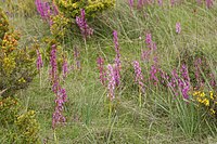 Orchis mascula subsp. laxifloriformis