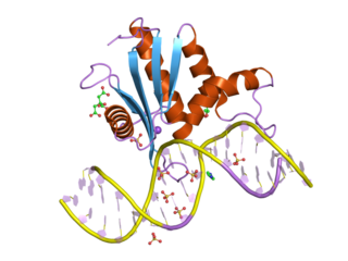 <span class="mw-page-title-main">RNASEH1</span> Protein-coding gene in the species Homo sapiens