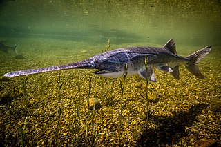 <span class="mw-page-title-main">American paddlefish</span> Species of freshwater fish