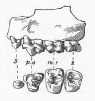 <i>Palaearctonyx</i> Extinct genus of carnivores