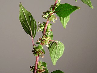 <i>Parietaria</i> Genus of flowering plants