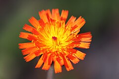 Pilosella aurantiaca