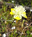 Platystemon californicus