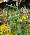 Polygonum lapathifolium3.jpg