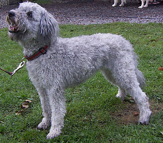 <span class="mw-page-title-main">Pumi dog</span> Dog breed