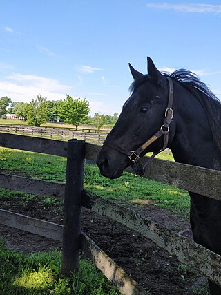 <span class="mw-page-title-main">Sarava</span> American-bred Thoroughbred racehorse (1999–2023)