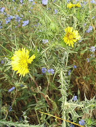 <i>Scolymus maculatus</i> Species of flowering plant