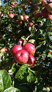 <span class="mw-page-title-main">Slack-ma-Girdle</span> Apple cultivar