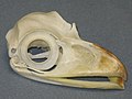 A skull of an extant tawny frogmouth, showing large scleral rings.