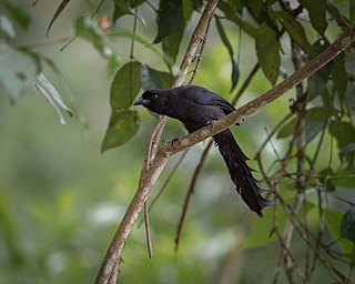 Ratchet-tailed treepie Species of bird