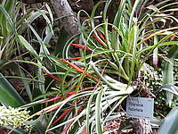 Tillandsia flabellata