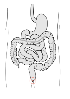 Human anus External opening of the rectum