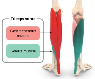 <span class="mw-page-title-main">Triceps surae muscle</span> Pair of muscles: gastrocnemius and the soleus