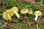 Thumbnail for File:Tricholoma equestre 5771554.jpg