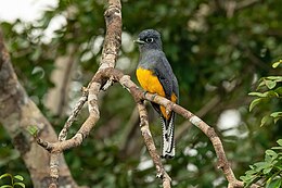 Trogon ramonianus 209021535.jpg