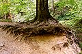 Ausgewaschene Baumwurzel am Brühlbach