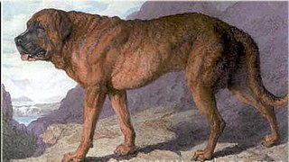 <span class="mw-page-title-main">Alpine Mastiff</span> Dog breed