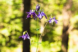 20220521 Aquilegia.jpg