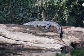 A fresh water crocodile