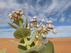 Calotropis procera, dezerto Adrar