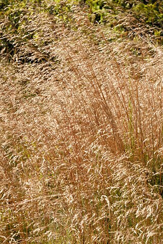 <i>Agrostis canina</i> Species of grass